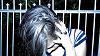 llMonsterll