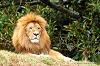 KinG_AlTeSSe