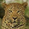 Lord_Leopar