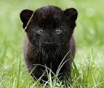 ViKy_DarK_PanTer