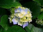 Violethyamor