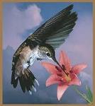 colibri