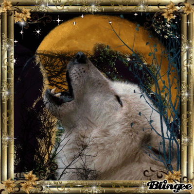 Gray_Wolf