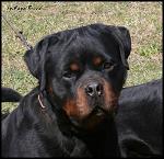 Tigreton_69