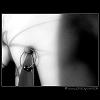 Lobo_gris