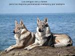 amanecer33