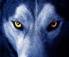 Solitario_Wol