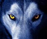 Solitario_Wolf