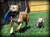 PiTbuLL_LoCo