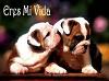 IrIs_ReBeLdE