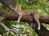 leopardo_31