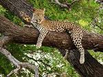 leopardo_31