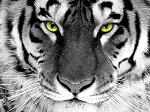 luis_x_l