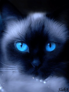 Gatita_Mad
