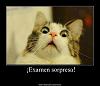 Luluamur44