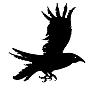 Black_Crow