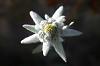 edelweiss70