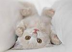 Miaugrr