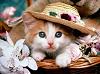 lolitablue