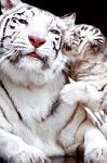 AnDrA_DarK_TiGeR