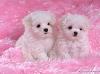 Princes_Of_Ro