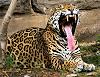 _Jaguar_
