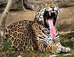 _Jaguar_