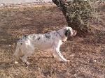 lisco